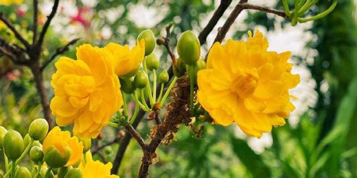 Trải nghiệm vẻ đẹp của cây mai vàng 'khủng' bao trùm ngôi nhà ở miền Đông